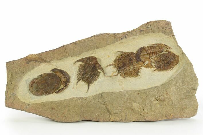 Line of Five Trilobites (Foulonia & Asaphellus) - Fezouata Formation #328567